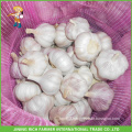 High quality fresh garlic in loose carton